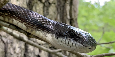 Harrisburg snake